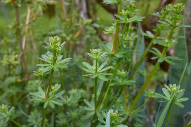 Navadno lakoto (Galium mollugo) lahko uživamo presno ali kuhano ali pečeno. Foto: Shutterstock