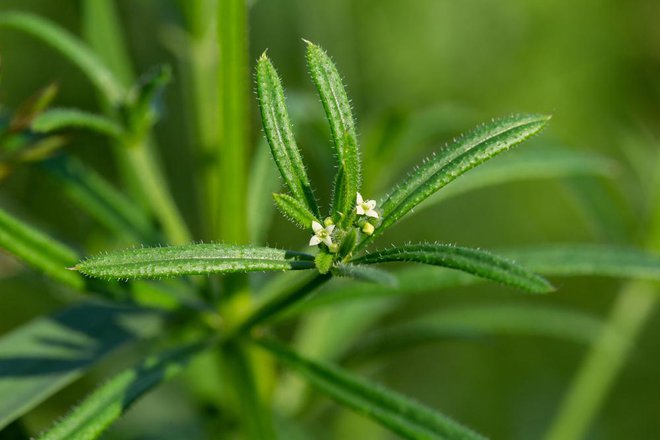 Plezajoča lakota (Galium aparine) ima na steblu in listih drobne kaveljčke, zaradi katerih se rada prime na oblačila. Je užitna, vendar jo je prav zaradi kaveljčkov lažje jesti toplotno obdelano. Foto: Shutterstock