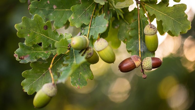 Fotografija: Želod je okusen in bogat z dragocenimi hranili, če ga le znamo pravilno pripraviti. Foto: Shutterstock