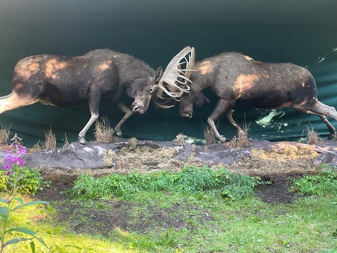 Skulptura bojevitih losov prikazuje, kako se lahko te živali tudi »zaklenejo« z mogočnim rogovjem in tedaj od lakote oba bojevnika umreta. Zmaga torej le smrt. Foto: Alenka Lena Klopčič