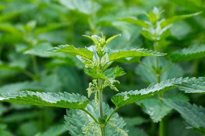 Velika kopriva (Urtica dioica)