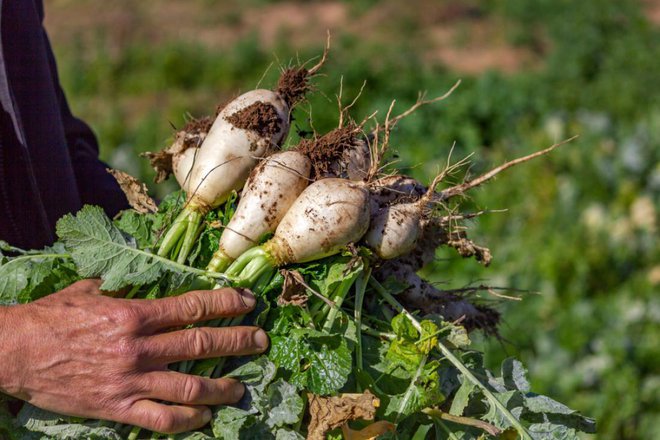 Če vam repa raste na vrtu, od pomladi do jeseni nikar ne zavrzite njenih listov. Foto: Achraf El Merouani/Shutterstock