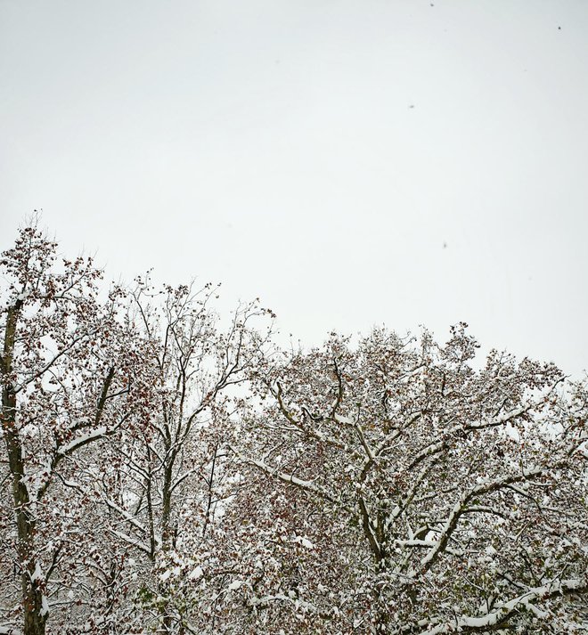 Zimska idila, pogled z našega okna. Foto: Ksenija Benedetti