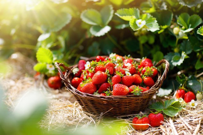 Foto: FamVeld/Shutterstock