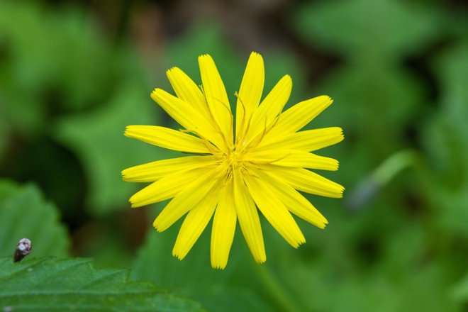 Cvetovi redkozobke so manj košati kot pri regratu, a izredno okusni. Kot popke jih nekateri vlagajo v kis ali olje. Foto: Goran_safarek/Shutterstock