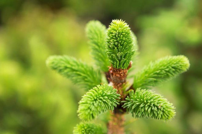 Smrekovi vršički so polni vitaminov in mineralov. Foto: AnEduard/Shutterstock