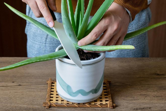 Za alojo doma ni težko skrbeti, pa še priročna je, saj lahko s sveže odrezanim listom takoj ublažimo opekline ali pike žuželk. Foto: Cristina Nakamura/Shutterstock