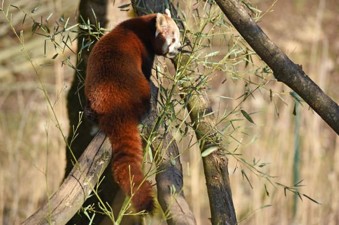 Foto: Spitzi-Foto/Shutterstock