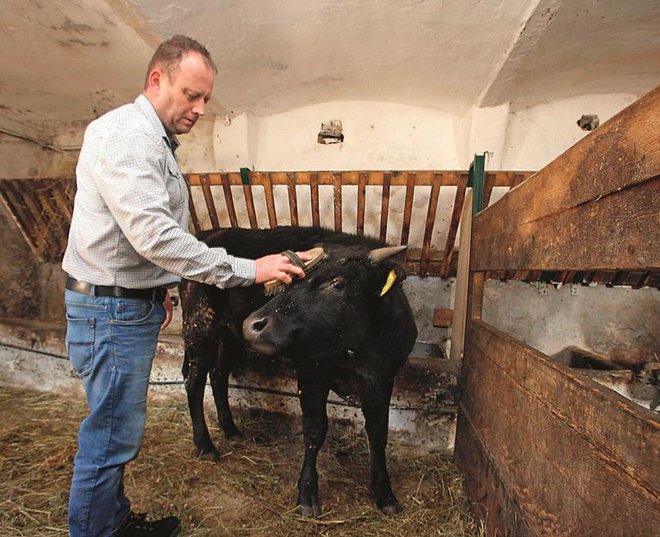 V primerjavi z običajnim govedom imajo wagyuji bolj podolgovato glavo ter ravne rogove, ki spominjajo na hudička.