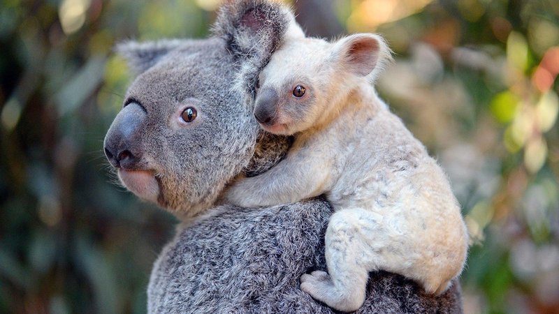 Fotografija: Foto: Australia Zoo