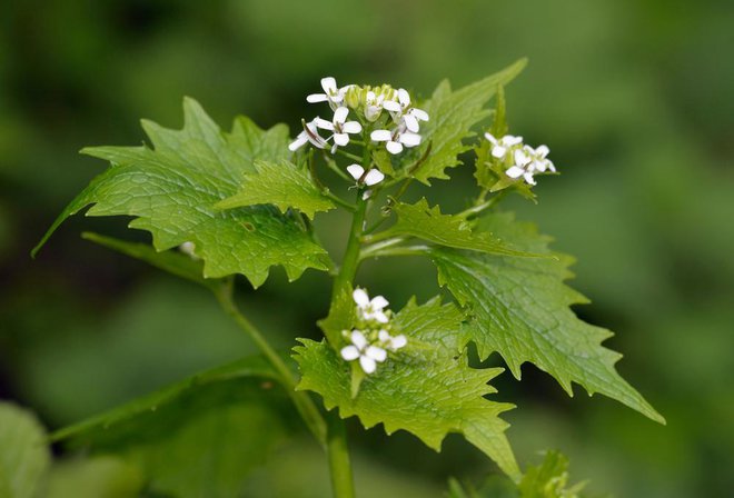 Tudi cvetovi česnovke so užitni, odprejo se od aprila do maja, drugače pa lahko rastlino nabiramo vse leto, zeleni listi poganjajo tudi v snegu. Foto: Shutterstock