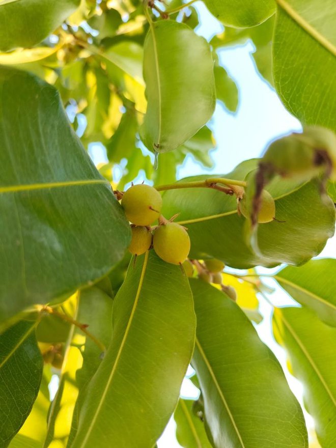 Drevo karite raste le v divjini Zahodne Afrike, prve plodove, iz katerih pridobivajo dragoceno maslo, pa obrodi šele, ko je staro 15 let. Foto: Shutterstock