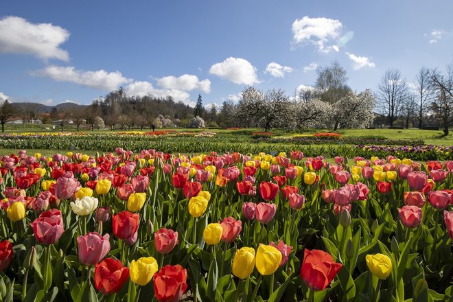 V Arboretum Volčji Potok bodo to ta teden zacvetele prve narcise, že prav kmalu pa tudi tulipani in drugo pomladno cvetje. Foto: Mateja Račevski