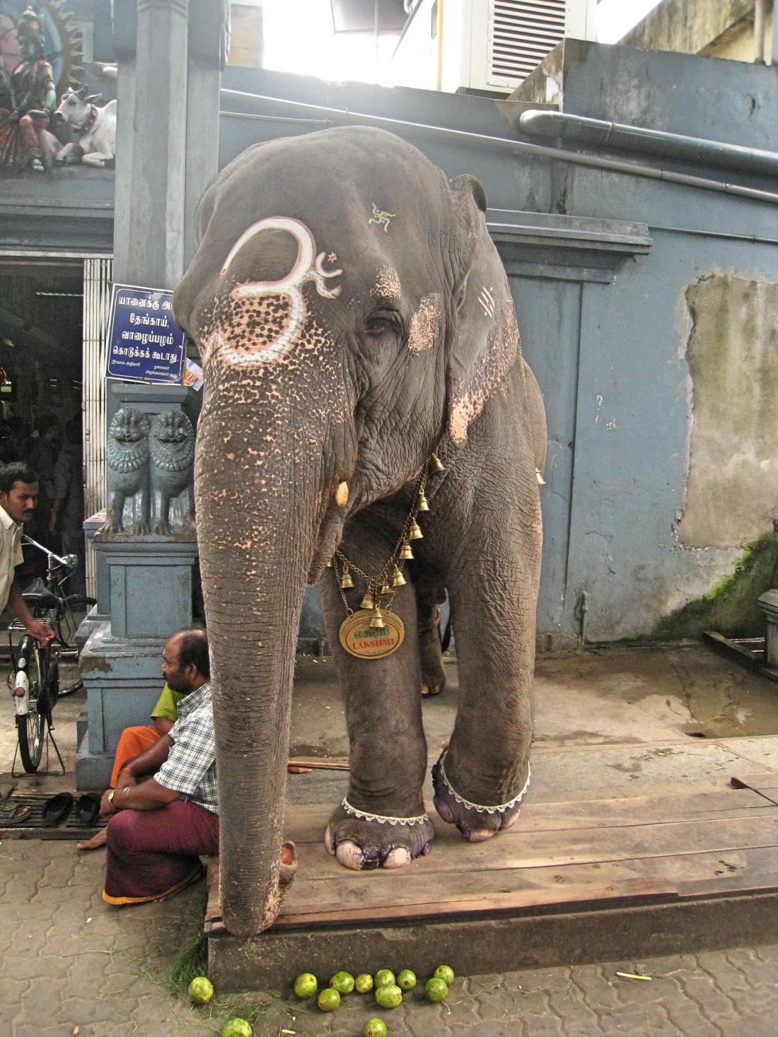 Do Pondicherryja in slonice Lakšmi