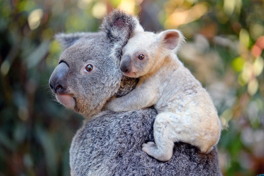 Bela koala v avstralskem živalskem vrtu
