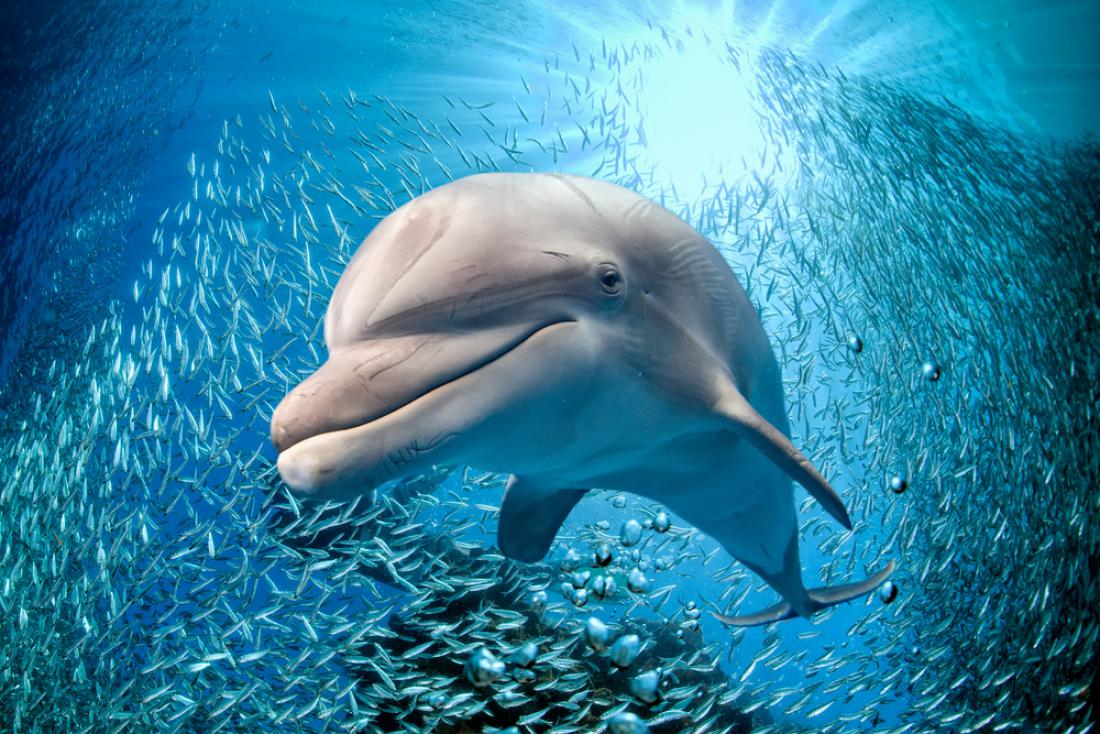 Slovenci odkrili, da je delfine moč razlikovati po obrazih