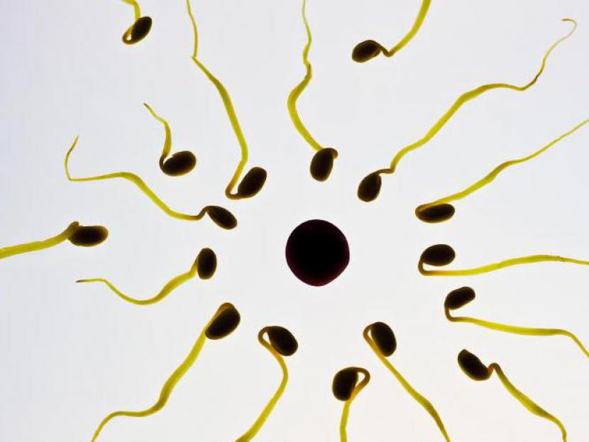 Čigavi so spermiji?