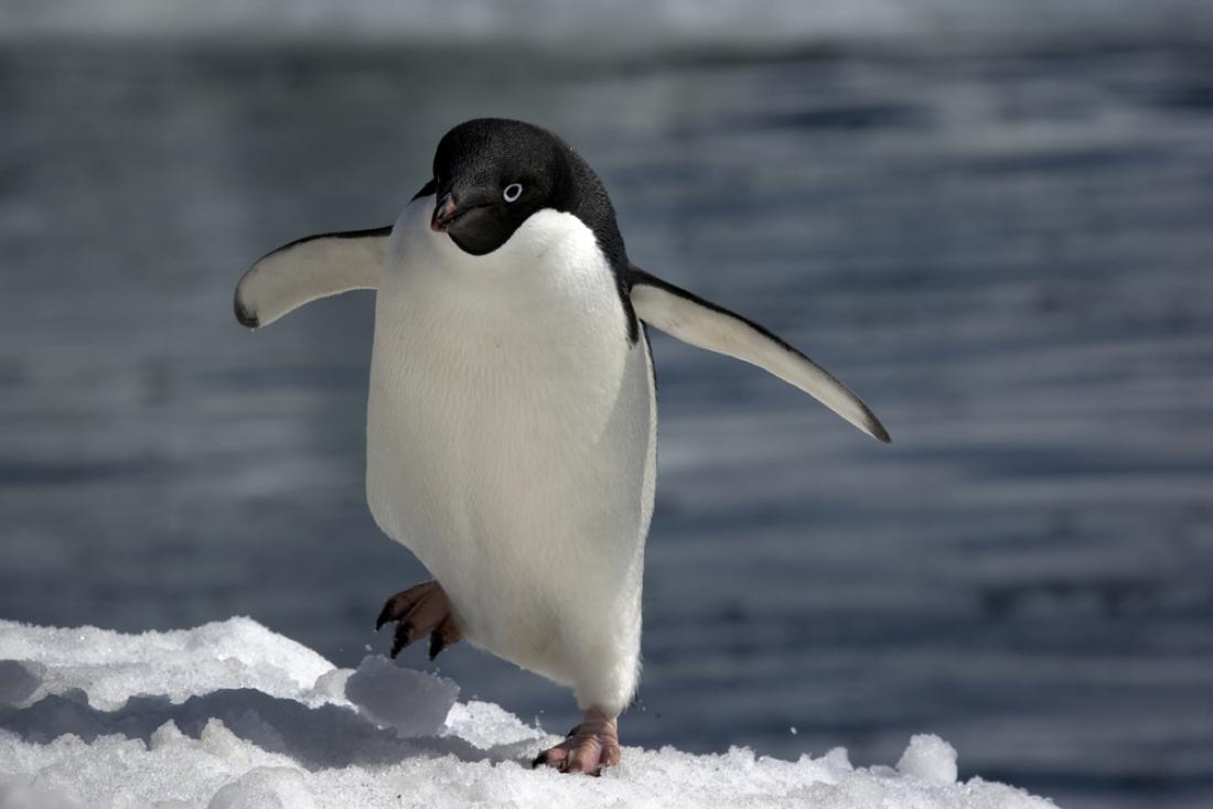 Rekordno število pingvinov