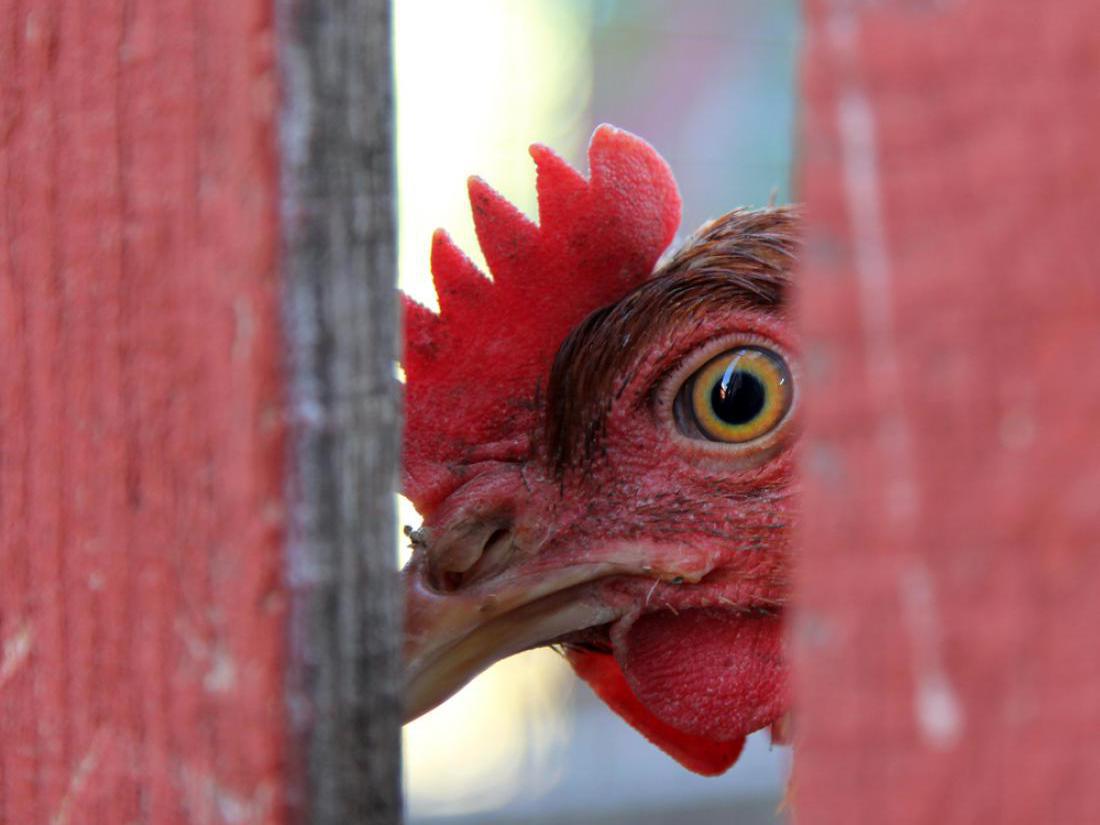 Bodo kokoši rešene baterijske reje? 