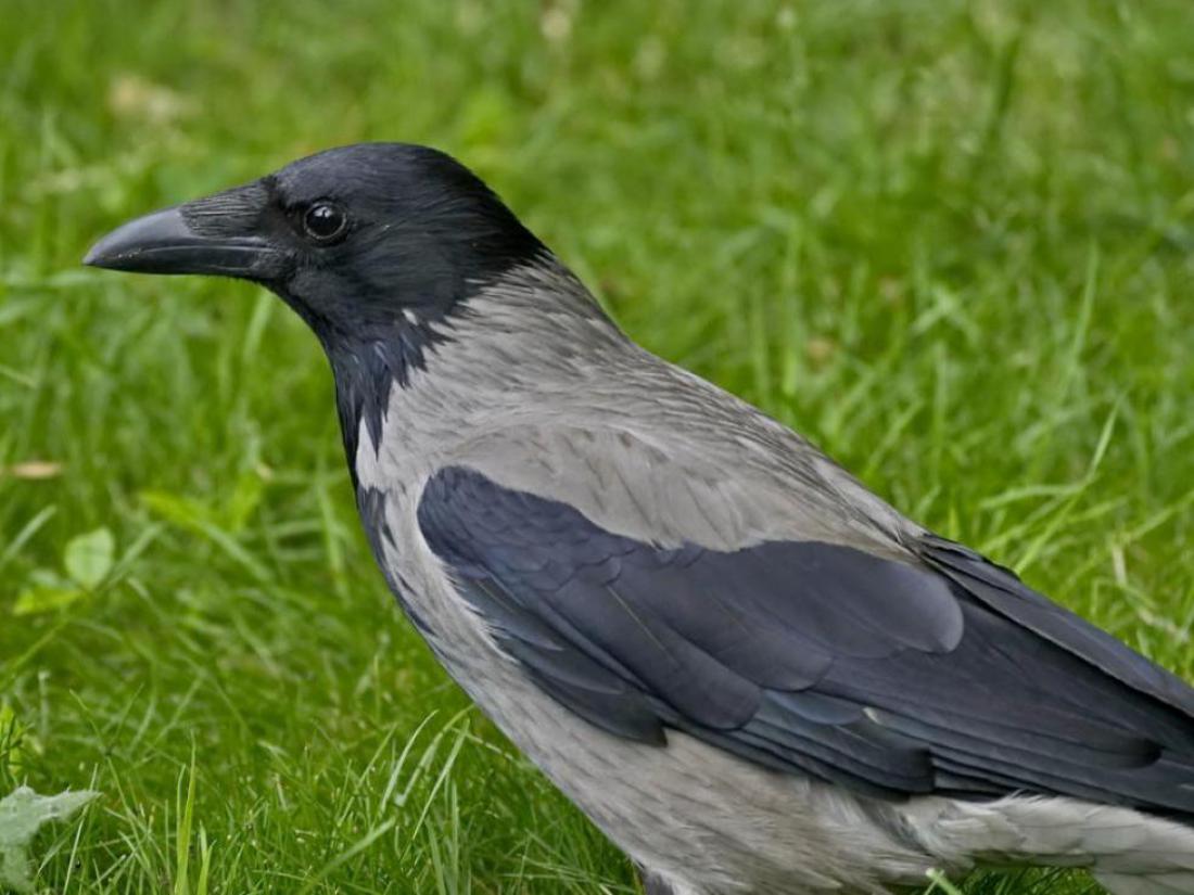 Okužena tudi siva vrana