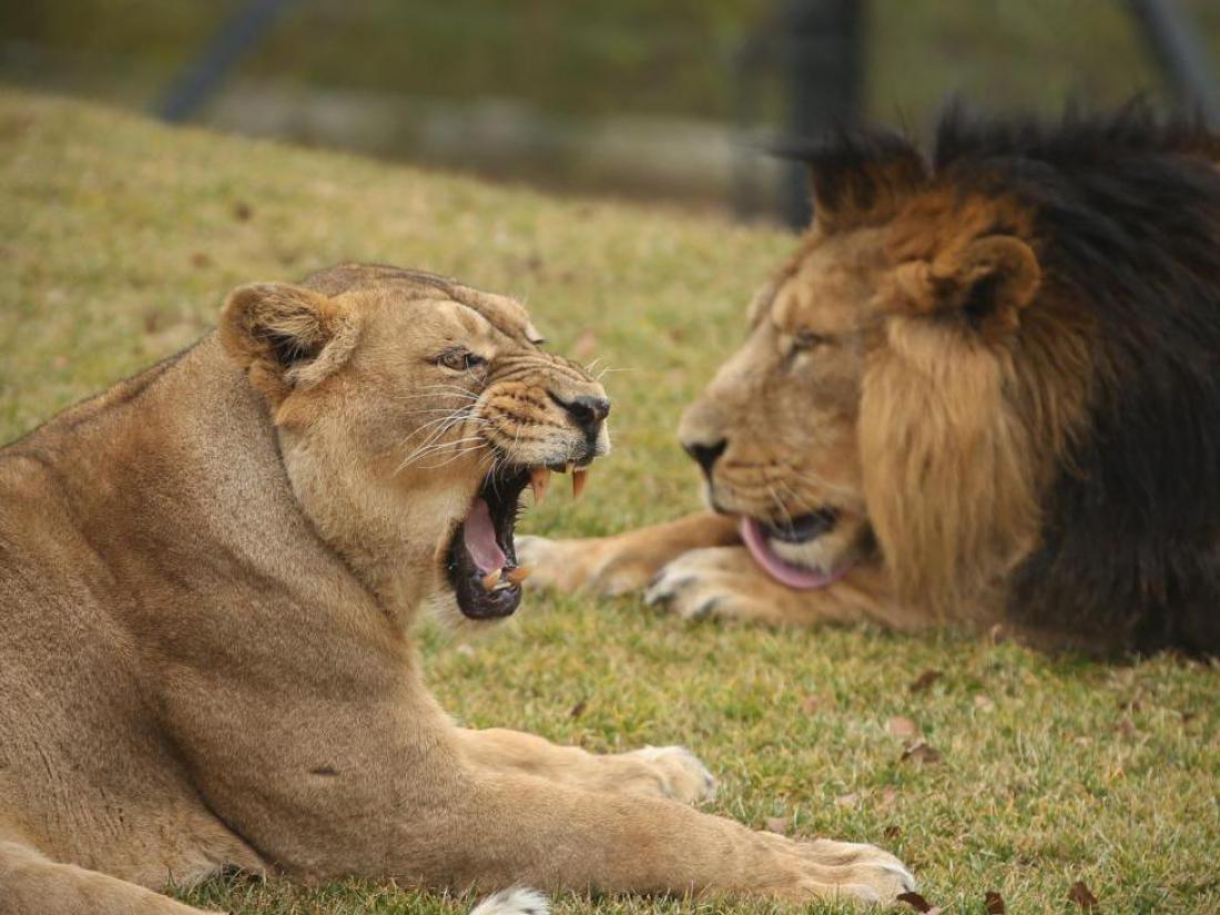 V ljubljanskem živalskem vrtu znova rjovenje levov