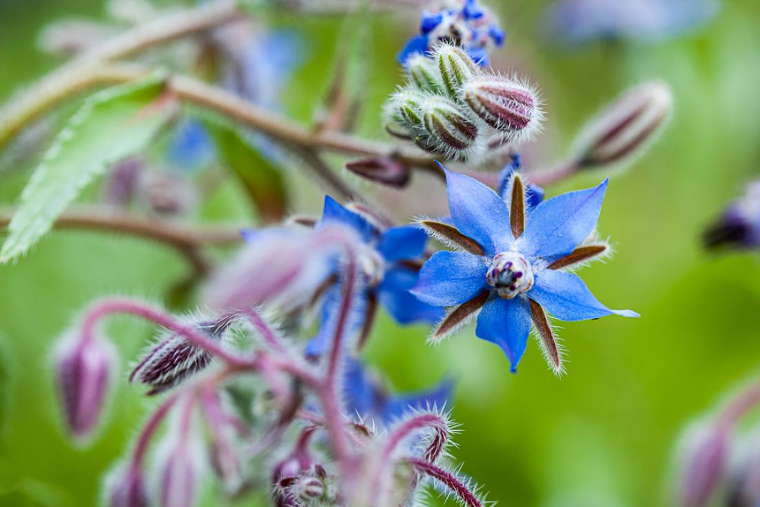 Boreč ali boraga: Čudežna zdravilna cvetlica, ki jo morate spoznati