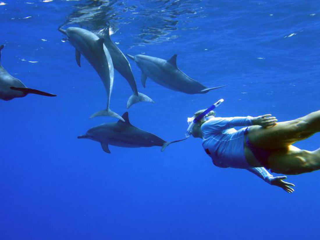 Tadeja Borštnar, Slovenka, ki plava z delfini in kit
