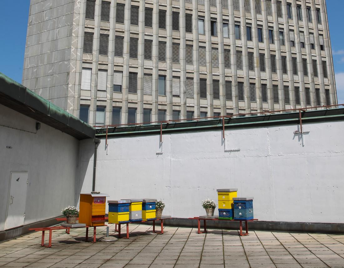 10 let urbanega čebelarjenja na terasi Cankarjevega doma