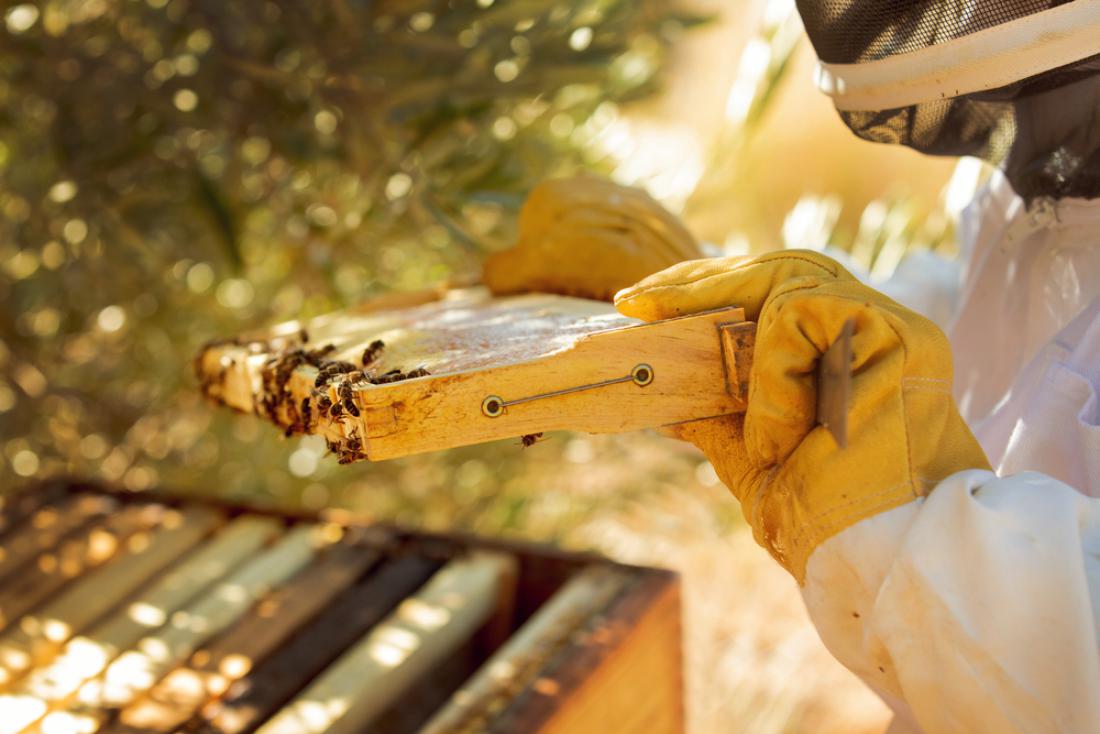 Slovenska oprema za afriške čebele v Gani