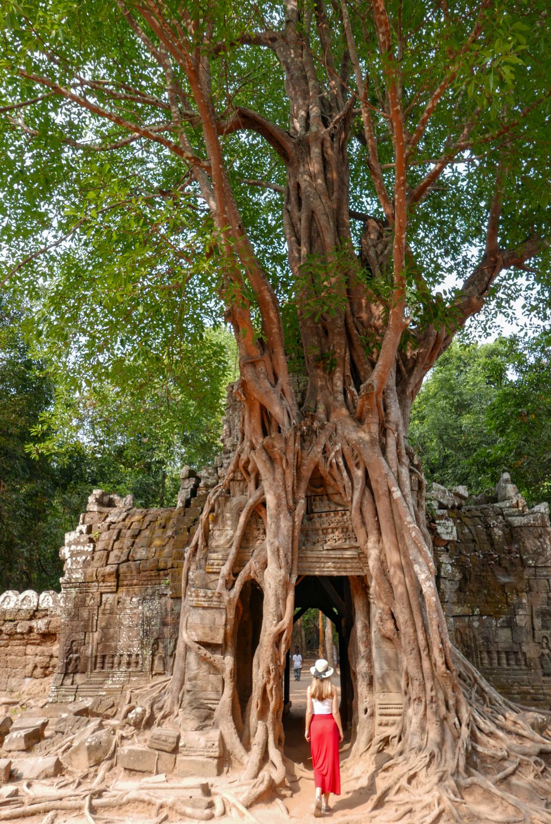 Vrata iz korenin v enem od templjev