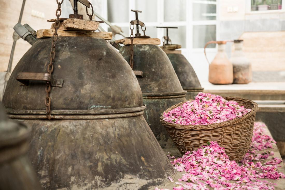 Melvitina damaščanska vrtnica izvira iz Irana, kjer cvetove destilirajo, da bi pridobili cvetno vodico, in ne eteričnega olja.