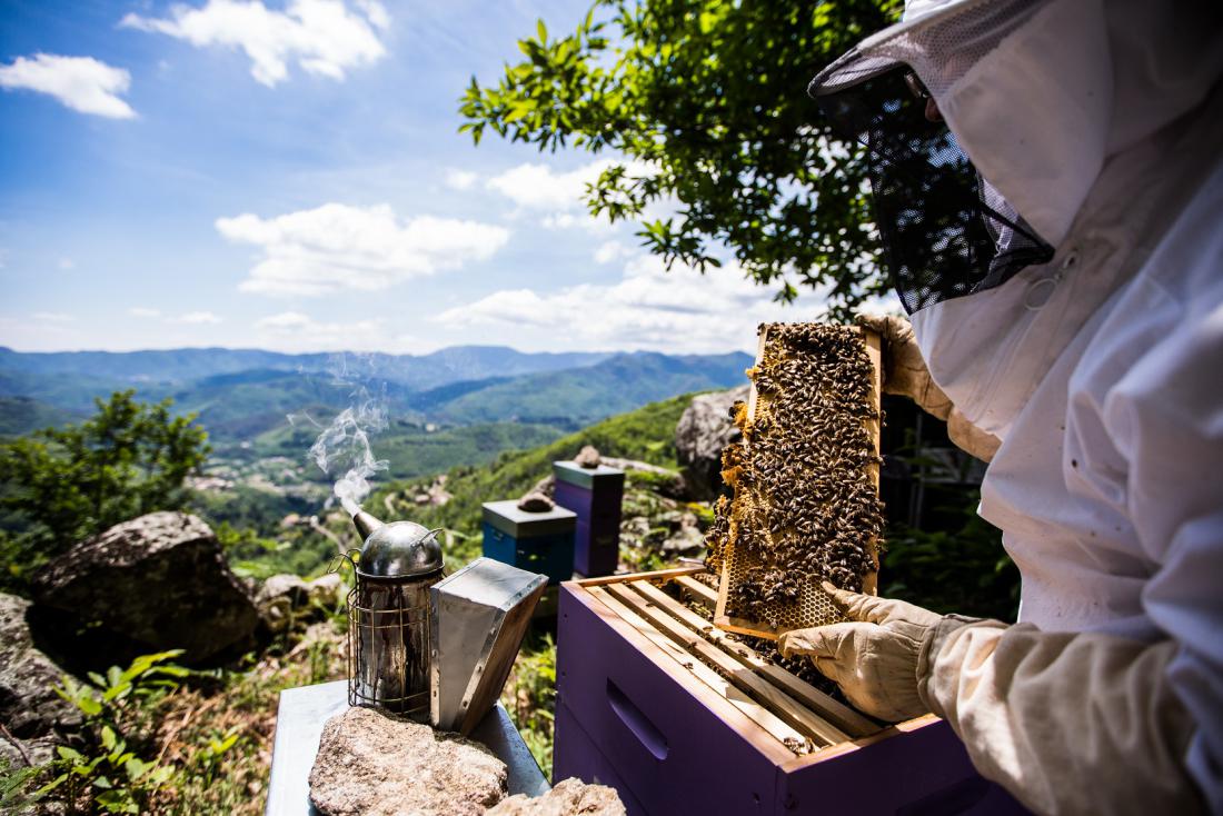 Med, čebelji vosek in matični mleček so naravne sestavine, ki jih Melvita v svojih formulah veliko uporablja. So plod pridnih čebel, ki živijo v departmaju Ardèche.