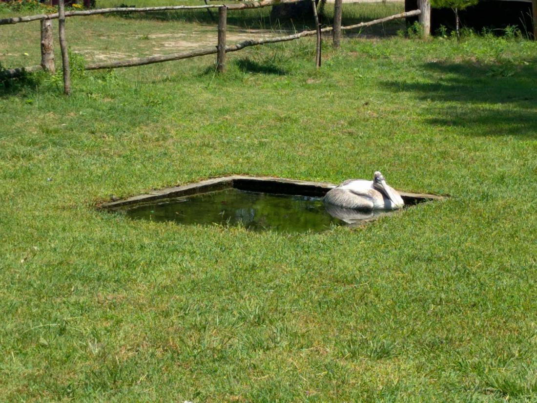 V narodnem parku Divjake – Karavasta so ena izmed glavnih znamenitosti pelikani, ki jih lahko opazujemo v bližini turističnega središča. Foto: Mateja Kišek