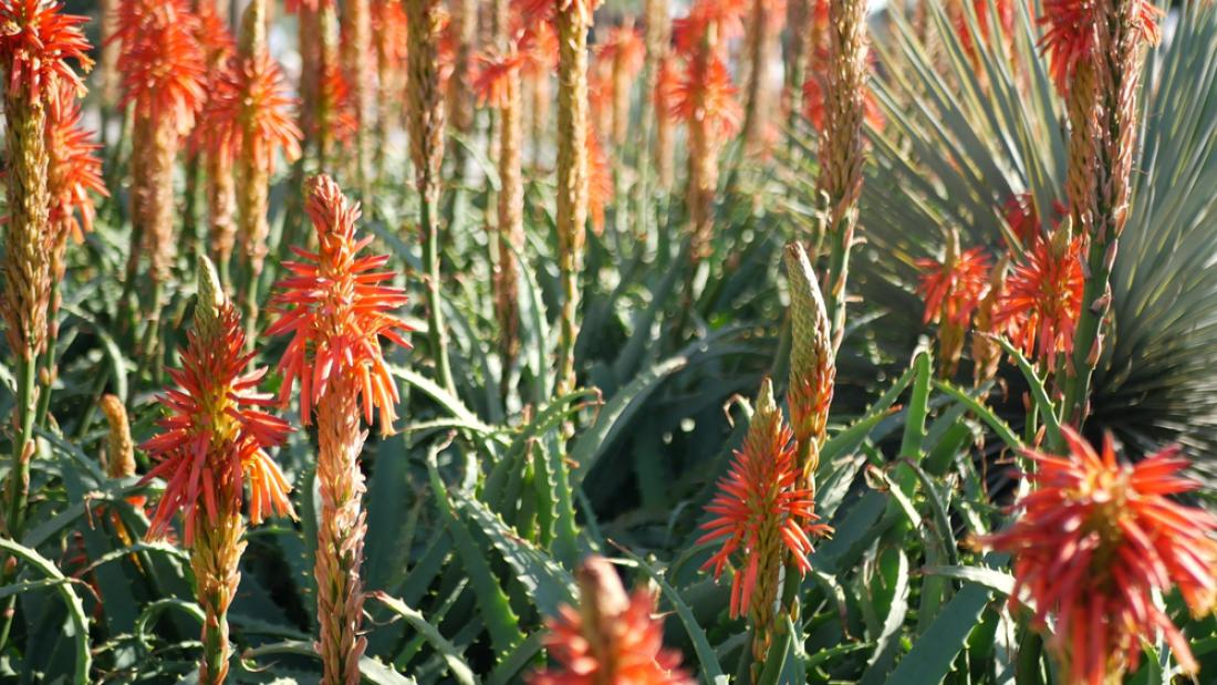 Aloe vera v naravnem okolju tudi bujno cveti. Foto: Dogora Sun/Shutterstock