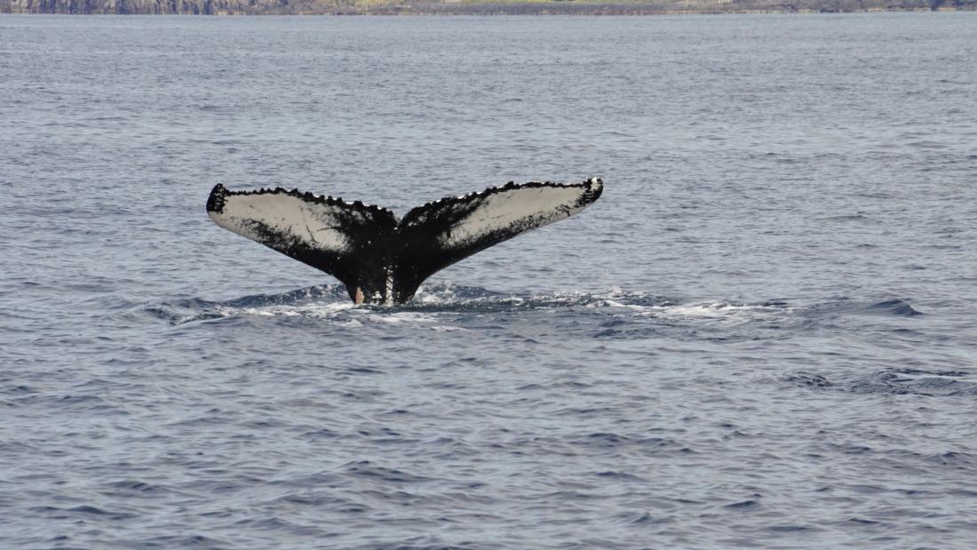 Zaradi umeščenosti na sredino Atlantika so Azori na migracijski poti številnih vrst kitov. Nas je pozdravil kit grbavec.