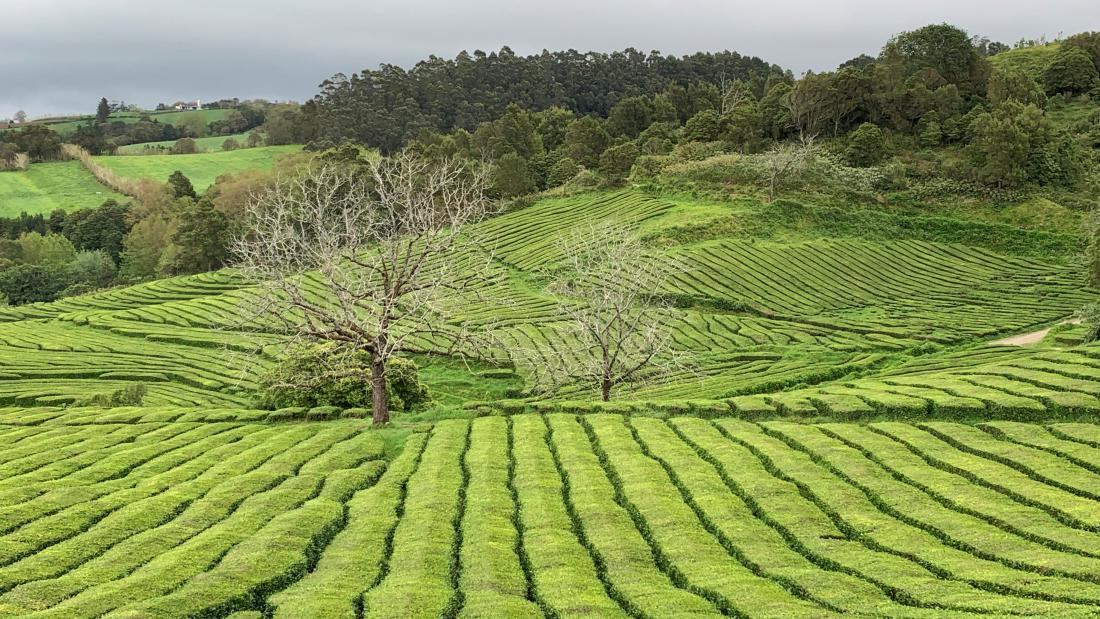 Plantaže čaja na otoku São Miguel v okolici najstarejšega delujočega evropskega proizvajalca čaja, družinskega podjetja Gorreana, veljajo za visokokakovostne, saj rastejo v idealnih podnebnih razmerah, daleč od industrije in brez kemičnih dodatkov.