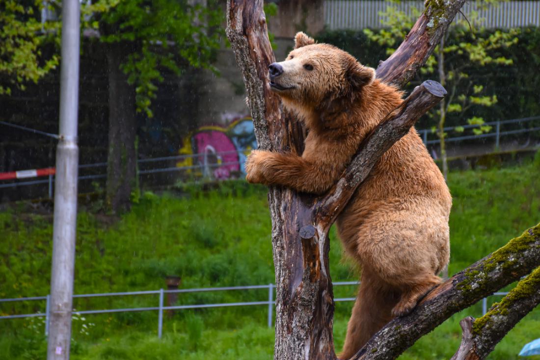 V prvi mestni jami je bilo leta 1857 že 12 medvedov. Foto: Nebularpas/Shutterstock