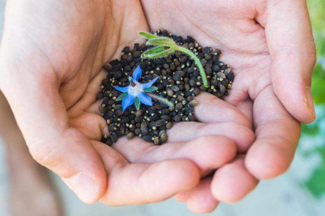 Iz semen rastline pridobivajo dragoceno olje. Foto: MarinaGreen/Shutterstock