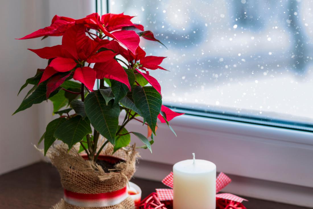 Božična zvezda sovraži mraz, že majhen prepih jo lahko uniči. Foto: Timofey Zadvornov/Shutterstock