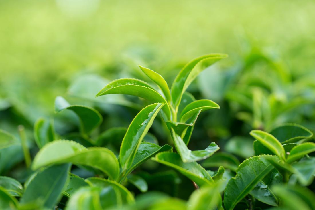 Vse zelene čaje pridobivajo iz rastline čajevca (Camellia sinensis), ki je ne smemo zamenjati z avstralskim drevesom čajevca (Melaleuca alternifolia). Foto: Kaiskynet Studio/Shutterstock