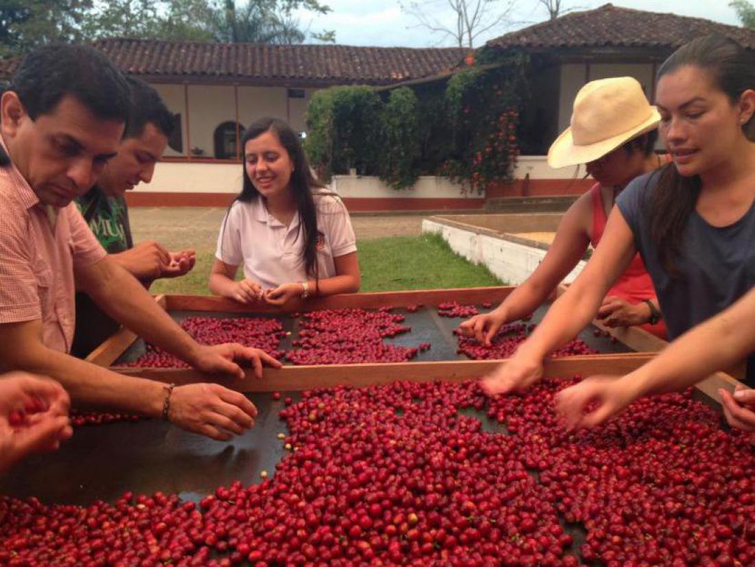 V Kolumbiji se pridelovanju kave predano posvečajo velike skupine ljudi, ki v množični prodaji ostanejo anonimni.