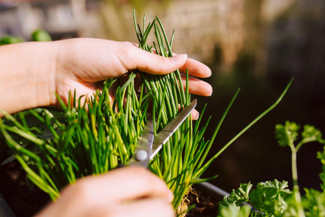 Najbolj priročno je, če nam raste na vrtu ali na okenski polici v kuhinji, tako ga lahko po potrebi režemo in uživamo svežega. Foto: kay fochtmann/Shutterstock