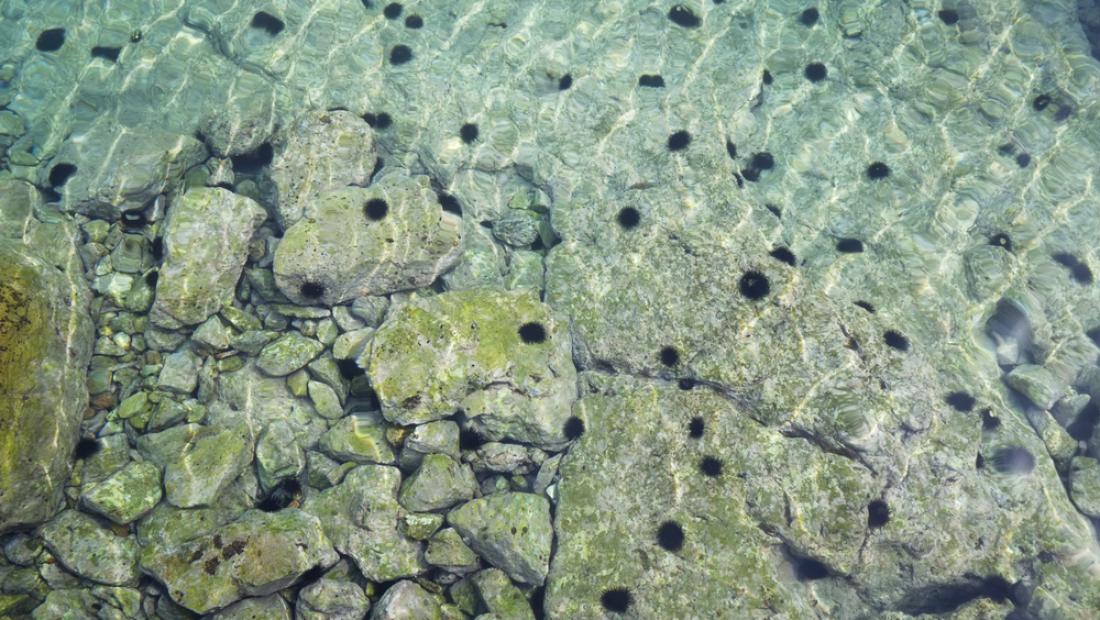 Kristalno čista voda je bogata z morsko floro in favno. Foto: Ming Yeung/Shutterstock