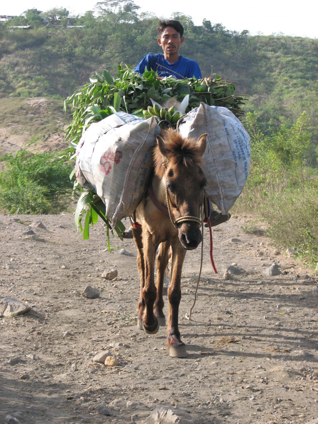 Konji tovorijo tako pridelke kot turiste.