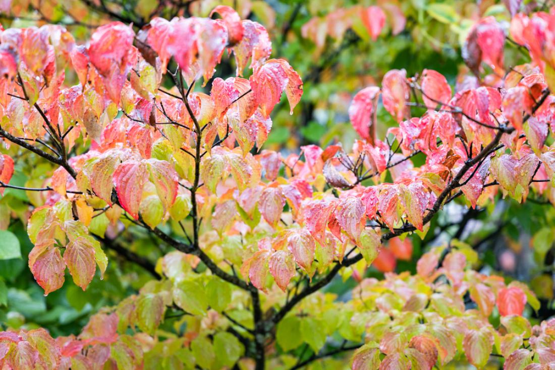 Japonski dren je čudovit okras v vsakem letnem času. Foto: AMMLERY/Shutterstock