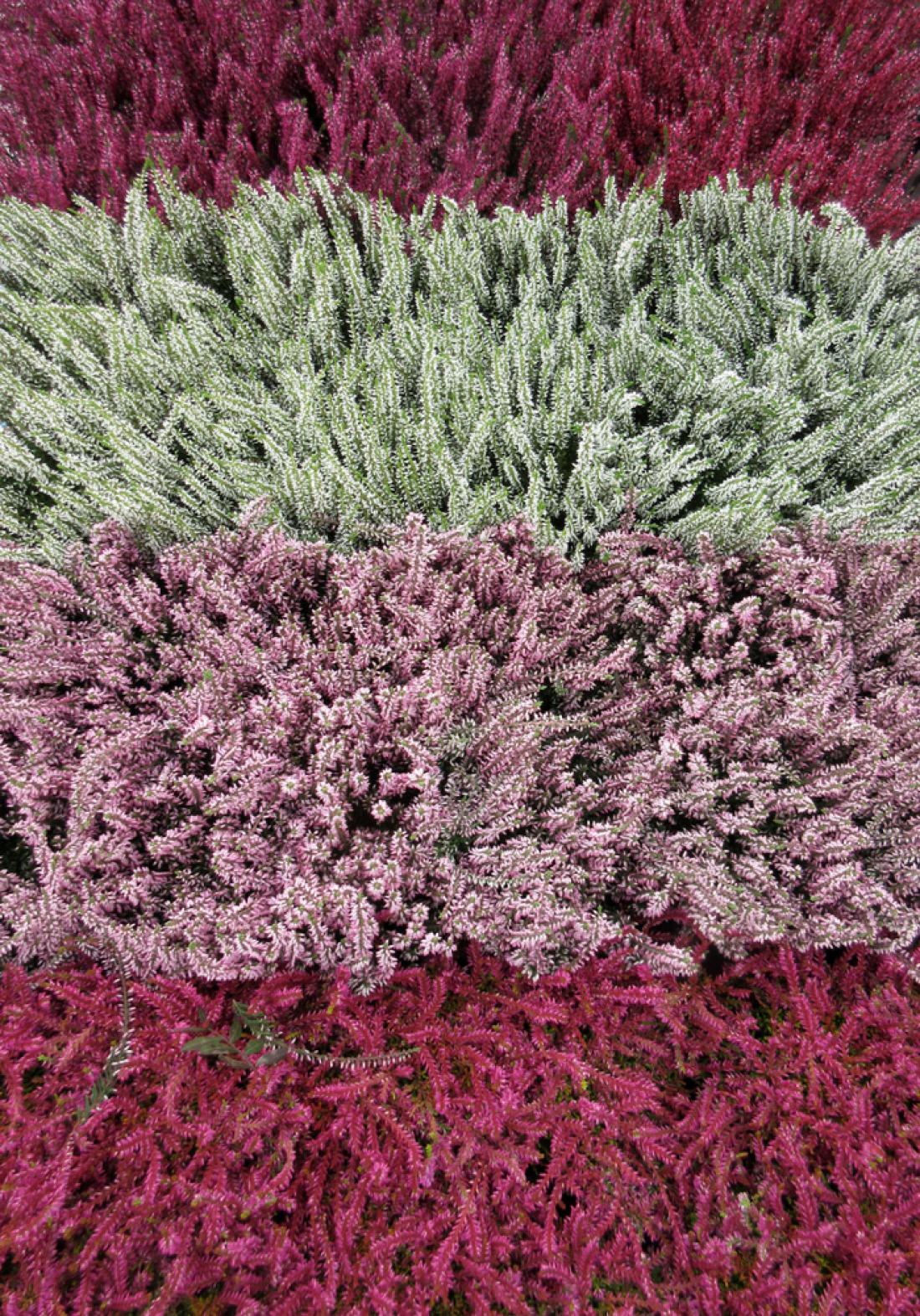 Jesenska vresa (Calluna vulgaris) je na voljo v različnih barvah. Foto: anela.k/Shutterstock