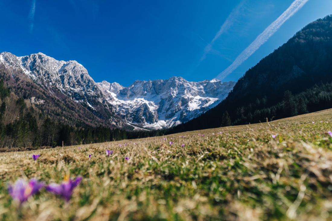 Prvi znanilci pomladi na travnikih pod Češko kočo. Foto: Ondra Vacek/Shutterstock