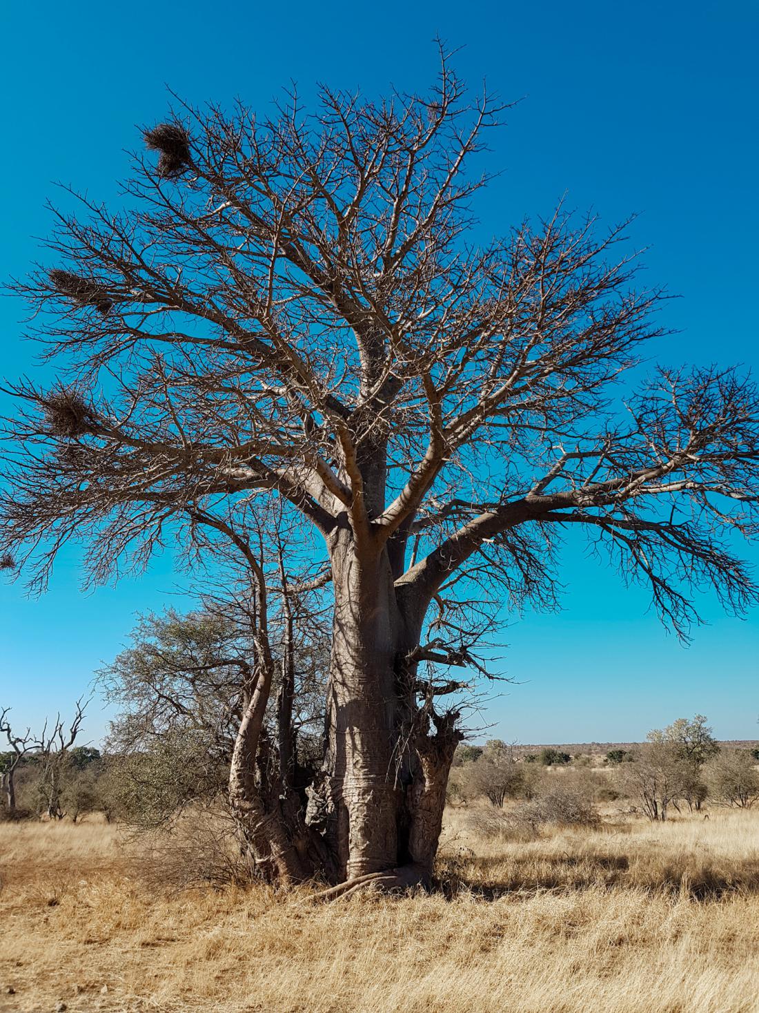 Drevo baobab v narodnem parku Kruger