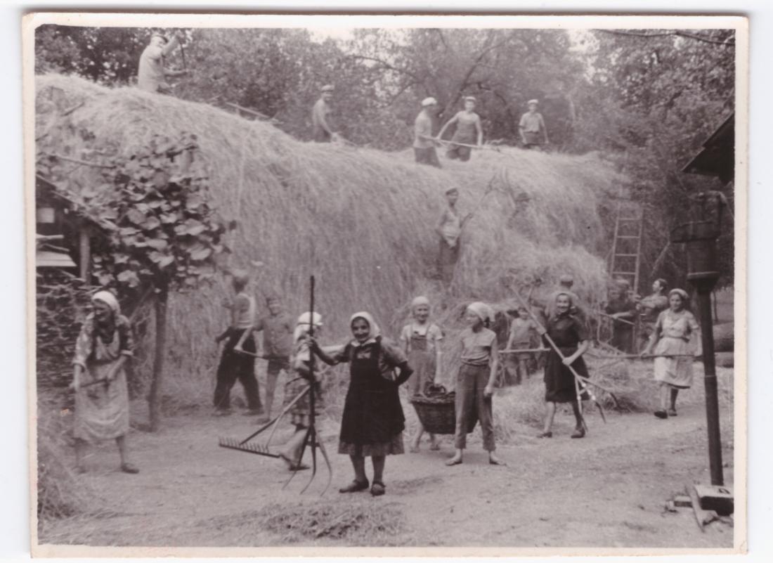 Mlatev po žetvi: Jožica Maučec Zakotnik je prva deklica z desne, ki nosi košaro s »plevami«.