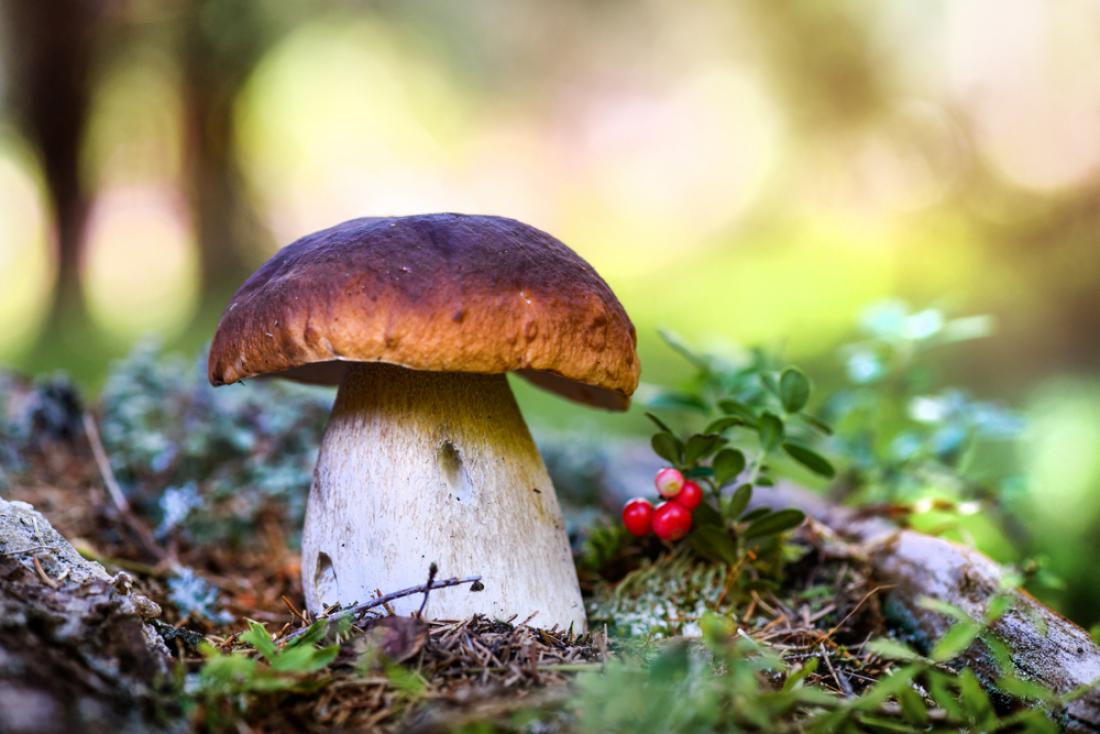 Bodite previdni pri nabiranju in izberite le tiste gobe, ki jih poznate. Ostale pustite v gozdu. Foto: Krasula/Shutterstock